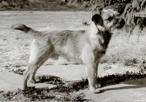 Juniper Kånjak